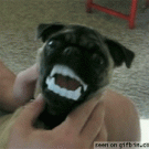 Vampire pug